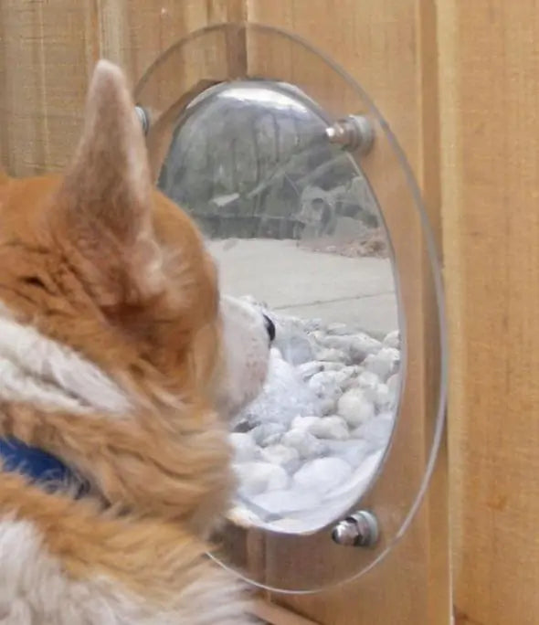 Fence Window Dome for Dogs