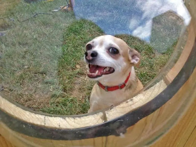 Fence Window Dome for Dogs